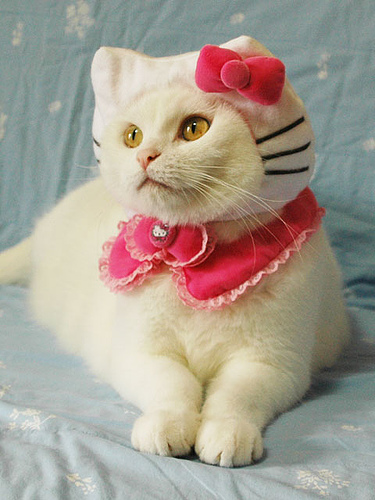 Hello Kitty Domo Costume. Hello Kitty Kitteh